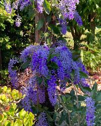 Image result for Petrea volubilis