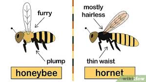 Having stood there watching we saw them going through gaps in our bedroom window. How To Get Rid Of Bees 15 Steps With Pictures Wikihow