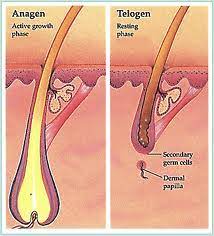 Everything you need to know before bleaching your hair. Nipple Hair Removal Hair Options Should You Consider Laser Revolutionaryonline