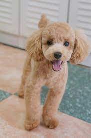 Pin On Poodles