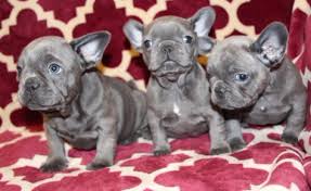 We want to thank you for visiting our page, and checking out our beloved frenchie. French Bulldogs For Sale In Iowa Petfinder
