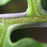 Image result for Blotiella glabra