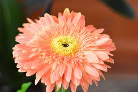 Shop gerbera daisy arrangements and bouquets from ftd. 26 Different Types Of Gerbera Flowers And Interesting Facts Home Stratosphere
