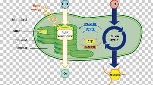 Photosynthesis Chloroplast Cell Diagram Chlorophyll Png