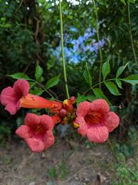 Does your flower resemble this? Campsis Radicans Wikipedia