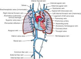 The study included a convenience sample of emergency department patients with supradiaphragmatic cvcs and a cxr for confirmation. Misplaced Central Venous Catheters Applied Anatomy And Practical Management British Journal Of Anaesthesia