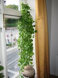 Image result for Kedrostis africana