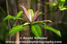 Image result for Myrsinaceae