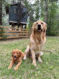 2. Golden Retriever – Friendly and Loyal
