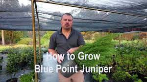 Maybe you would like to learn more about one of these? How To Grow Blue Point Juniper Christmas Tree Shaped Juniper With A Detailed Description Youtube