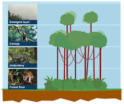 Ks3 Geography Tropical Rainforest Biomes Revision 1 Rainforest Biome Rainforest Habitat Rainforest