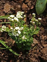 Image result for Galiniera saxifraga