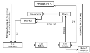 Worksheets are cycles, biogeochemical cycles lesson 4, biogeochemical cycles webquest, lesson 4 national science the biogeochemical cycle, biogeochemical cycles webquest, home, name date hour biogeochemical cycles webquest directions, biogeochemical cycles name key. Name Your Favorite Biogeochemical Cycle