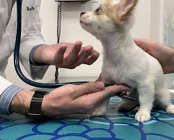 Maybe you would like to learn more about one of these? Fear Free Certified Veterinarian Newberry Fl Jonesville Animal Hospital