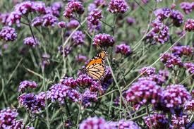 Best flowers for monarch butterflies. Top 5 Plants For Pollinators In Minnesota Heidi S Growhaus And Lg