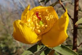 Image result for Viola eminii