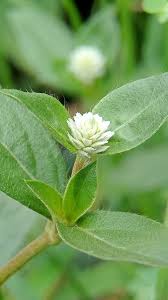 Image result for Alternanthera sessilis