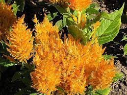 Celosia Cristata Crested Cock S Comb Go Botany