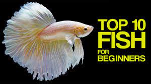 Top 10 Aquarium Fish For Beginners Youtube