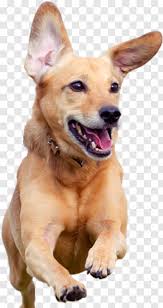 If you have links to more (which is why you will see 1 doge = 1 doge used frequently). Happy Dog Happy Dog Transparent Background Png Download 255x481 2770647 Png Image Pngjoy