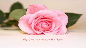 Pink Rose Love Quotes For Facebook Timeline Cover Rose Love Quotes Flower Quotes Love Wallpaper