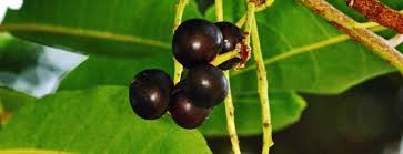 Image result for Pycreus africanus