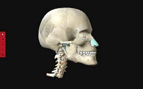 This is a 3d model of a human bone anatomy. Netter3danatomy 3d Human Anatomy Software Based On The Netter Plates Available In The Atlas Of Human Anatomy