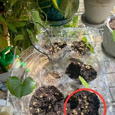 Image result for Dioscorea schimperiana