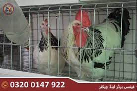 The sussex chicken whatever its colour should be graceful. Light Sussex Plymouth Aseel English Game Bantam Coco Bantam