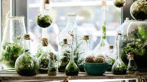 How to make an eternal terrarium in a light bulb. 2021 Bottle Garden How To Create An Eternal Terrarium