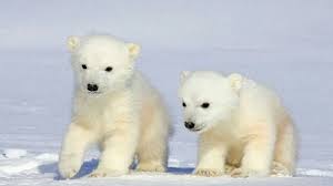 Pin On Bear Polar Paint Art