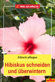 Eibisch Pflegen Selbst De Hibiskus Winterhart Mediterrane Pflanzen Hibiskus Schneiden