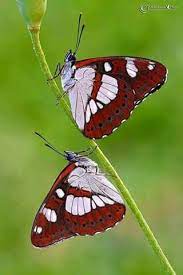 Mª Primitiva Adli Kullanicinin Mariposas Panosundaki Pin Kelebekler Hayvan Hayvanlar Alemi