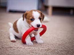 jack russell terrier herzige welpen zum anschmachten popular dog names dog names jack russell terrier