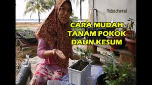 Bagi yang baru nak cuba menanam pokok kesum ini rasanya elok ikut cara yang 1. Cara Mudah Tanam Pokok Daun Kesum Youtube