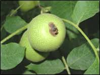 Image result for Walnut blight