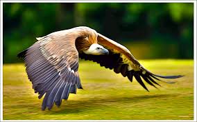 Vautour Fauve Vautour Fauve Animaux Vautour
