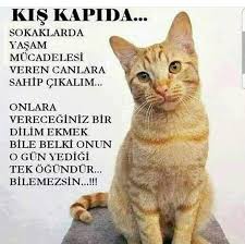 Kayserili Hayvan Dostlari Ana Sayfa Facebook