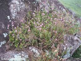 Epidendrum Secundum Plants And Flowers In Situ Mionas Gerais Brazil Plants All Plants Orchid Flower