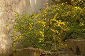 Image result for Kerria japonica