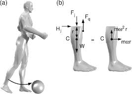 Lower body diagram the difference between a standard swap and a 3 way change is just one to learn more and wiring lower body diagram s free download lower body diagram 1080p,1920 x. Figure 6 2 From Human Body Dynamics Classical Mechanics And Human Movement Semantic Scholar