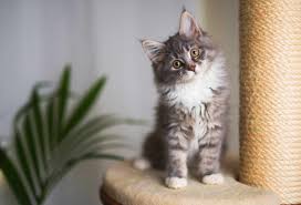 En cas d'allergie au chat, il est recommandé de consulter un médecin spécialiste allergologue qui cette méthode de désensibilisation comporte moins de risque et d'effets secondaires que la. Des Chercheurs Decouvrent Un Vaccin Contre L Allergie Aux Chats Actu