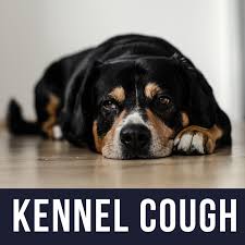 We did not find results for: My Dog Has Kennel Cough What Do I Need To Know Pethelpful