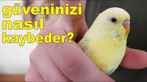 muhabbet kusu guveninizi nasil kaybeder 11 davranis youtube