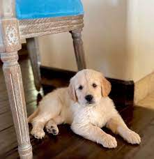 Golden Puppy Golden Puppy Pretty Dogs Golden Retriever