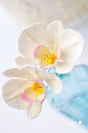 Phal Orchid Hair4 Beautiful Flowers Pretty Flowers Amazing Flowers