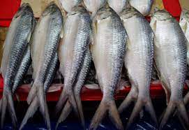 Apa yang kurang pada belida, sisik ada tulang pun ada =orang yang berkecukupan, tidak ada yang kurang padanya. Sukar Makan Ikan Terubuk Kerana Duri Tulangnya Dua Petua Ajaib Ini Bantu Makan Lebih Selesa Keluarga