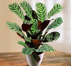 Image result for Ktenante Ctenanthe