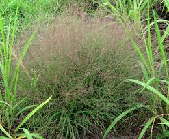 Image result for Eragrostis patula