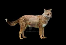 1 appearance 2 diet 3 history 4 biogeography and evolution 5 in culture 6 gallery though the falkland islands wolf was actually a fox, it. Falkland Islands Wolf Dusicyon Australis Carnivoros